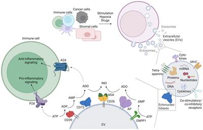 Purinergic enzymes on extracellular vesicles: immune modulation on the go